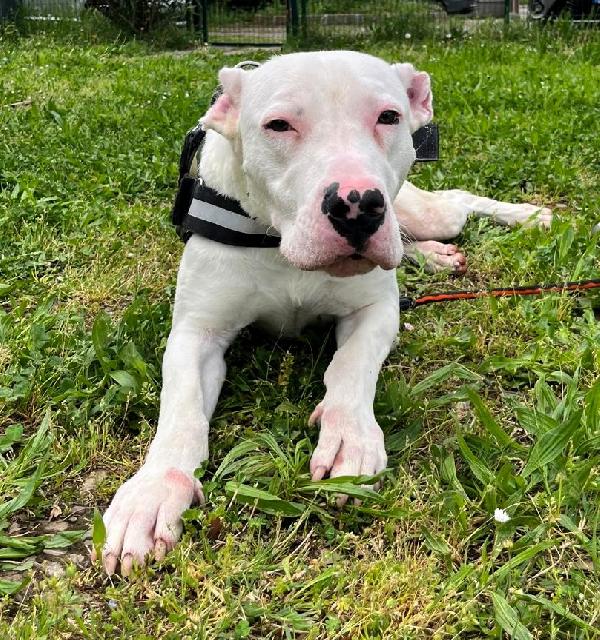 ALBINO DOGO ARGENTINO Foto 6